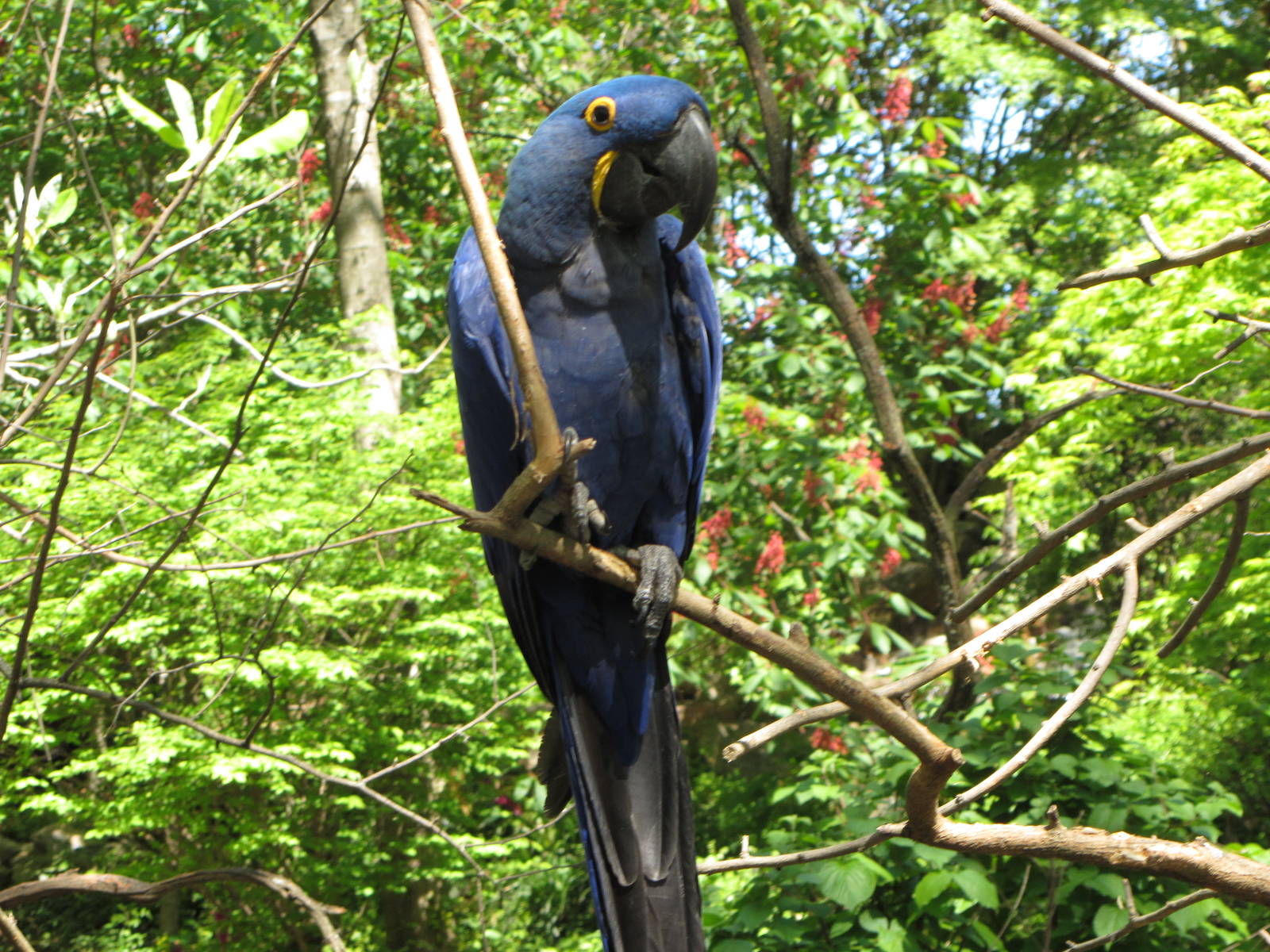 Hyacinth Macaw