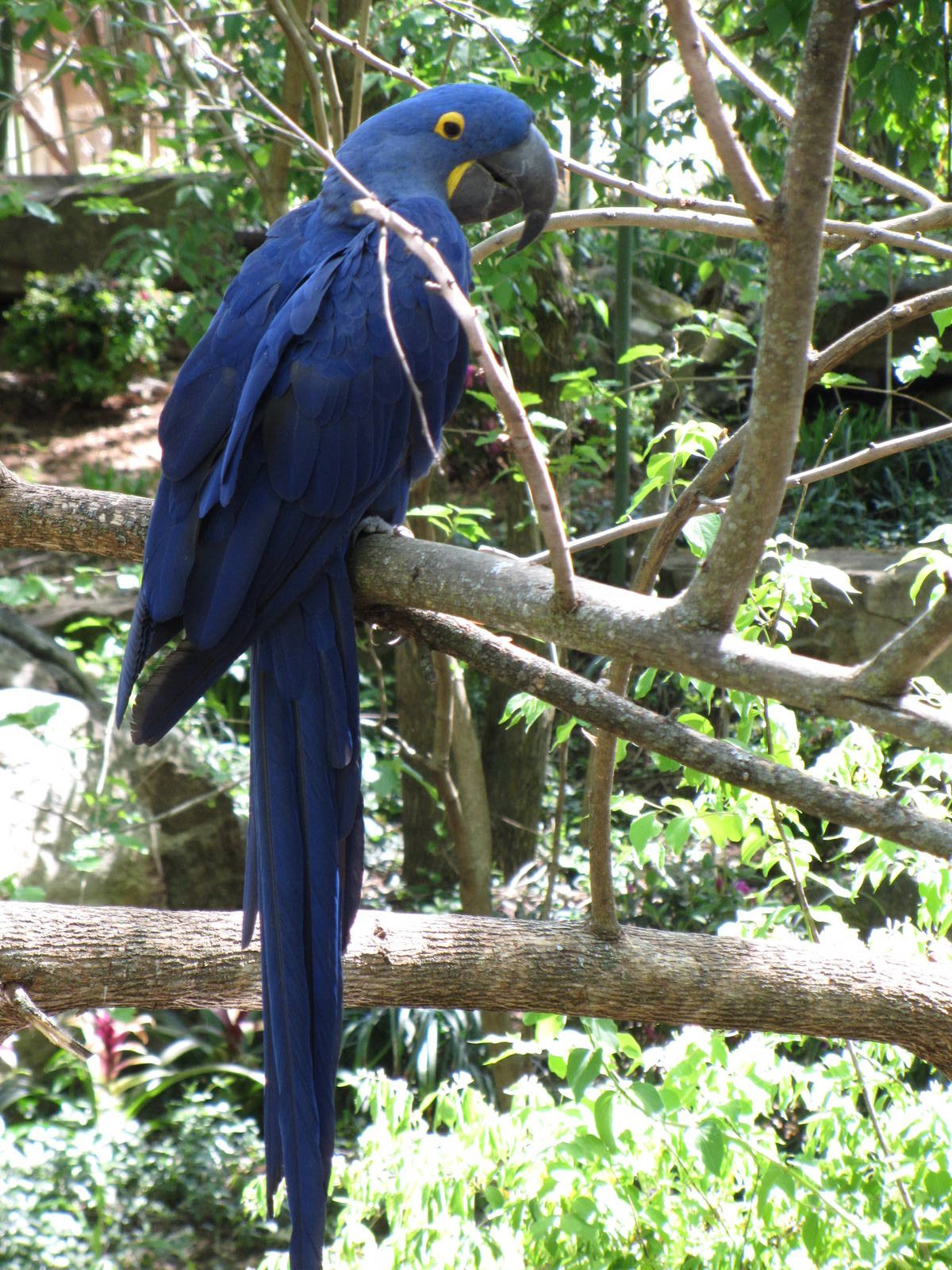 Hyacinth Macaw