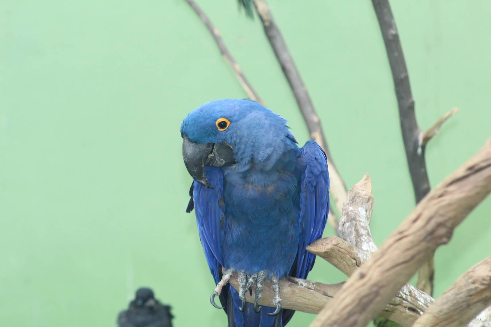 Hyacinth Macaw