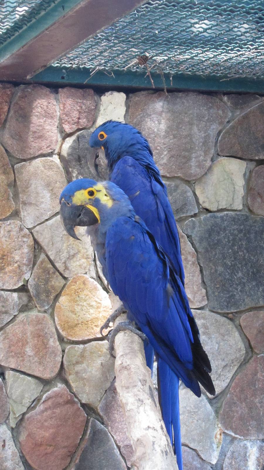 Hyacinth macaw