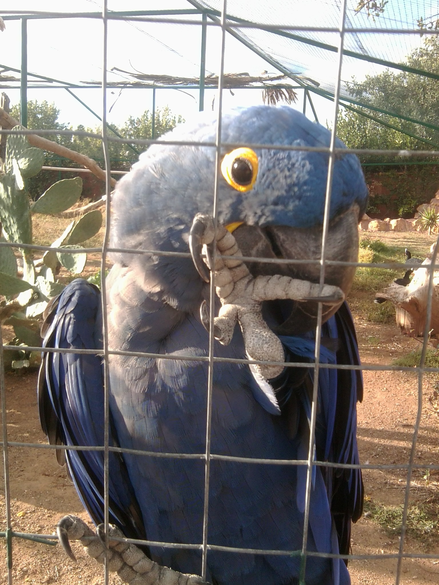 Hyacinth macaw