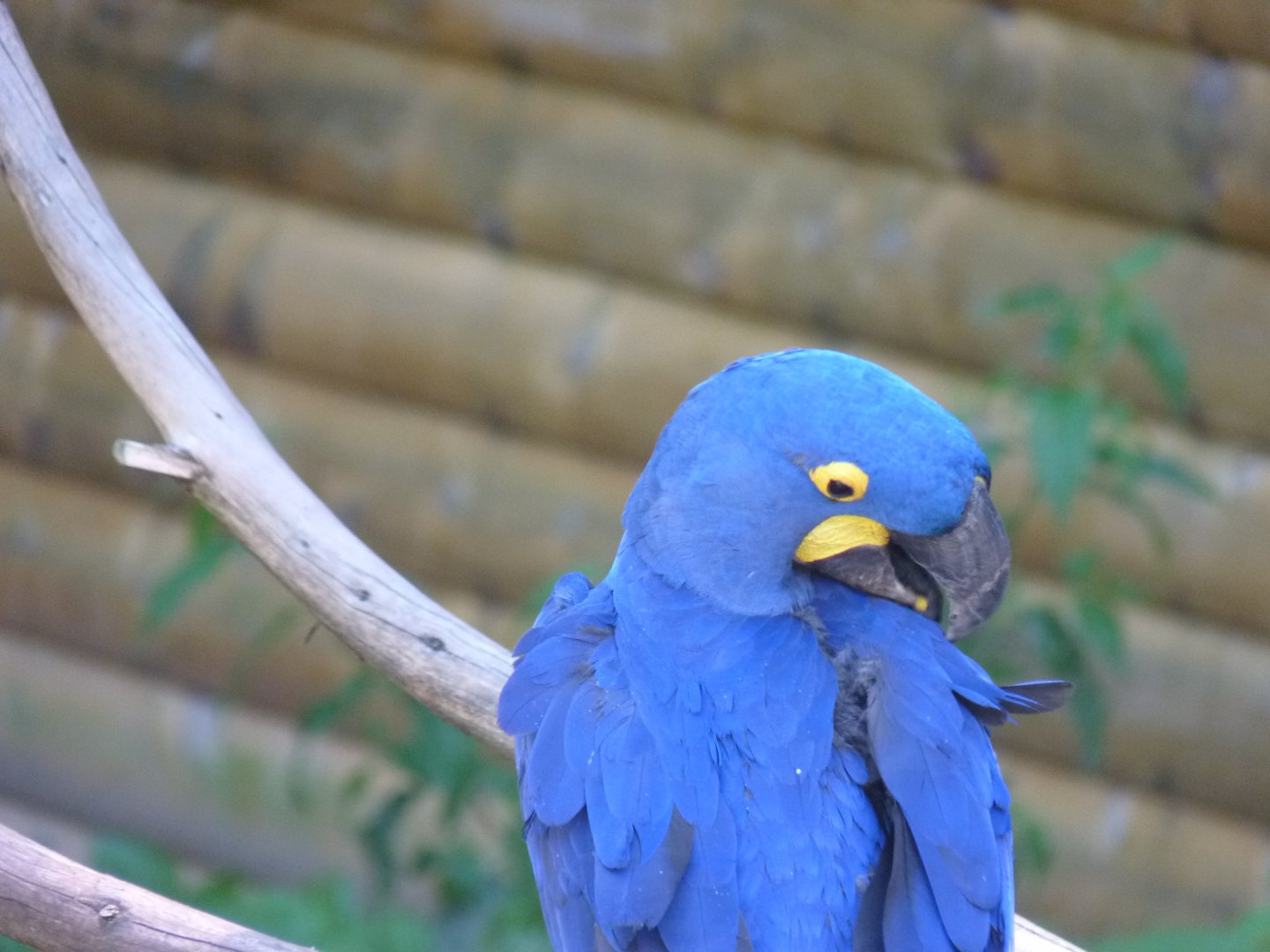 Hyacinth macaw