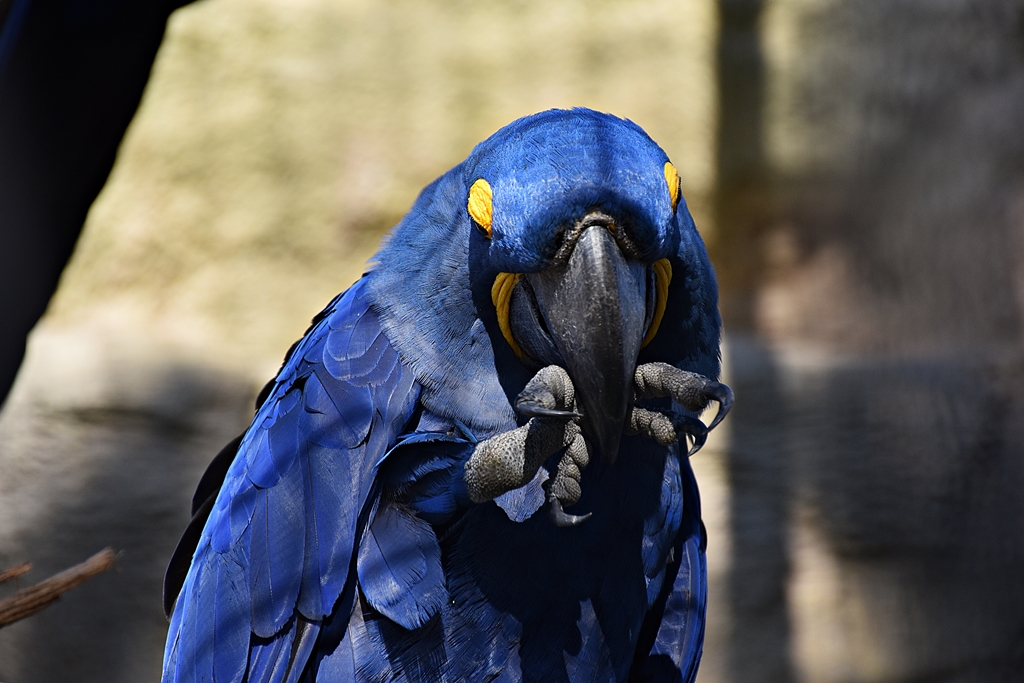 Hyacinth macaw