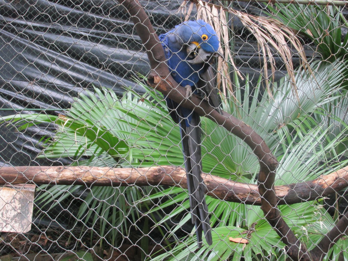 hyacinth macaw