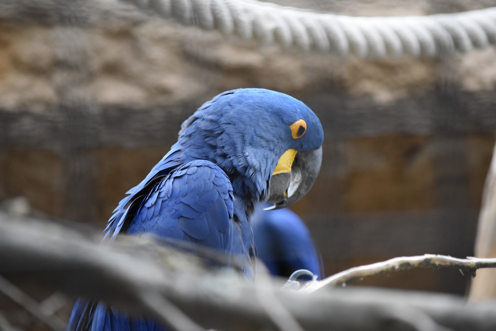 Hyacinth macaw