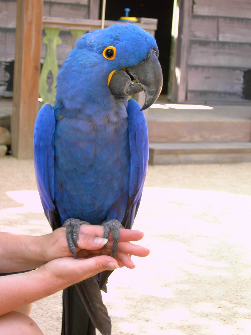 Hyacinth Macaw