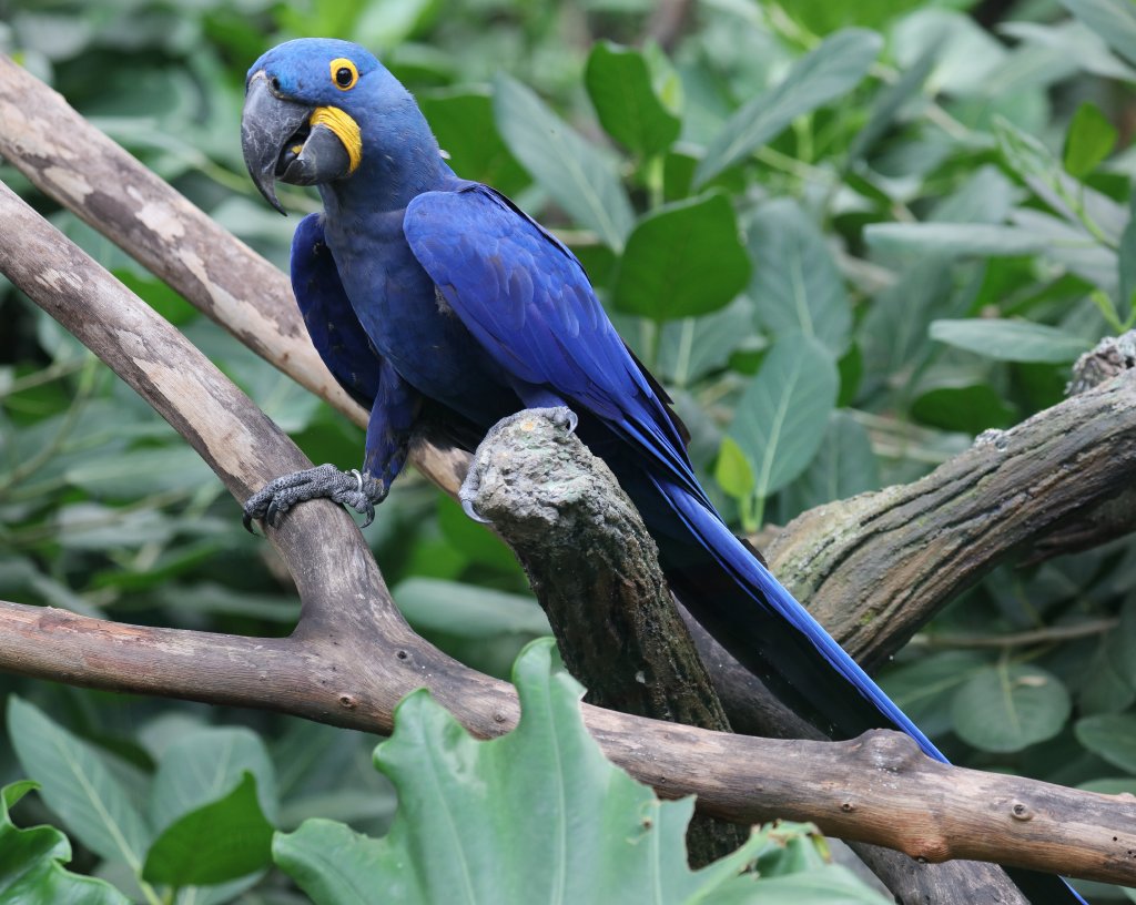Hyacinth Macaw