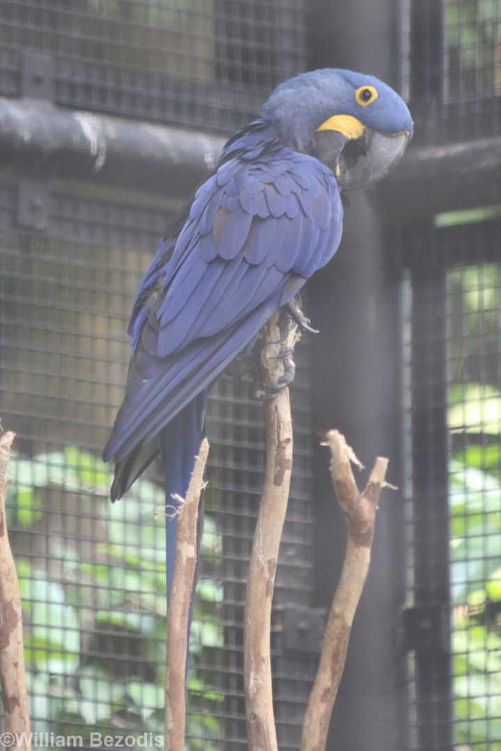 Hyacinth Macaw