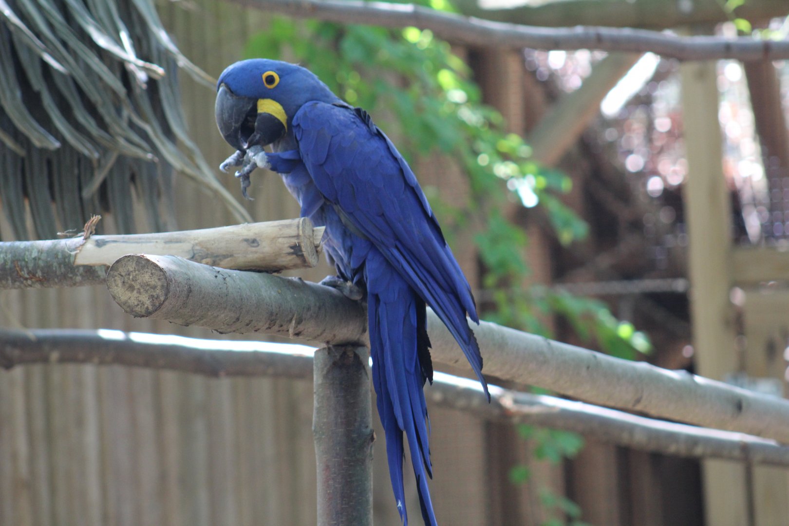 Hyacinth Macaw