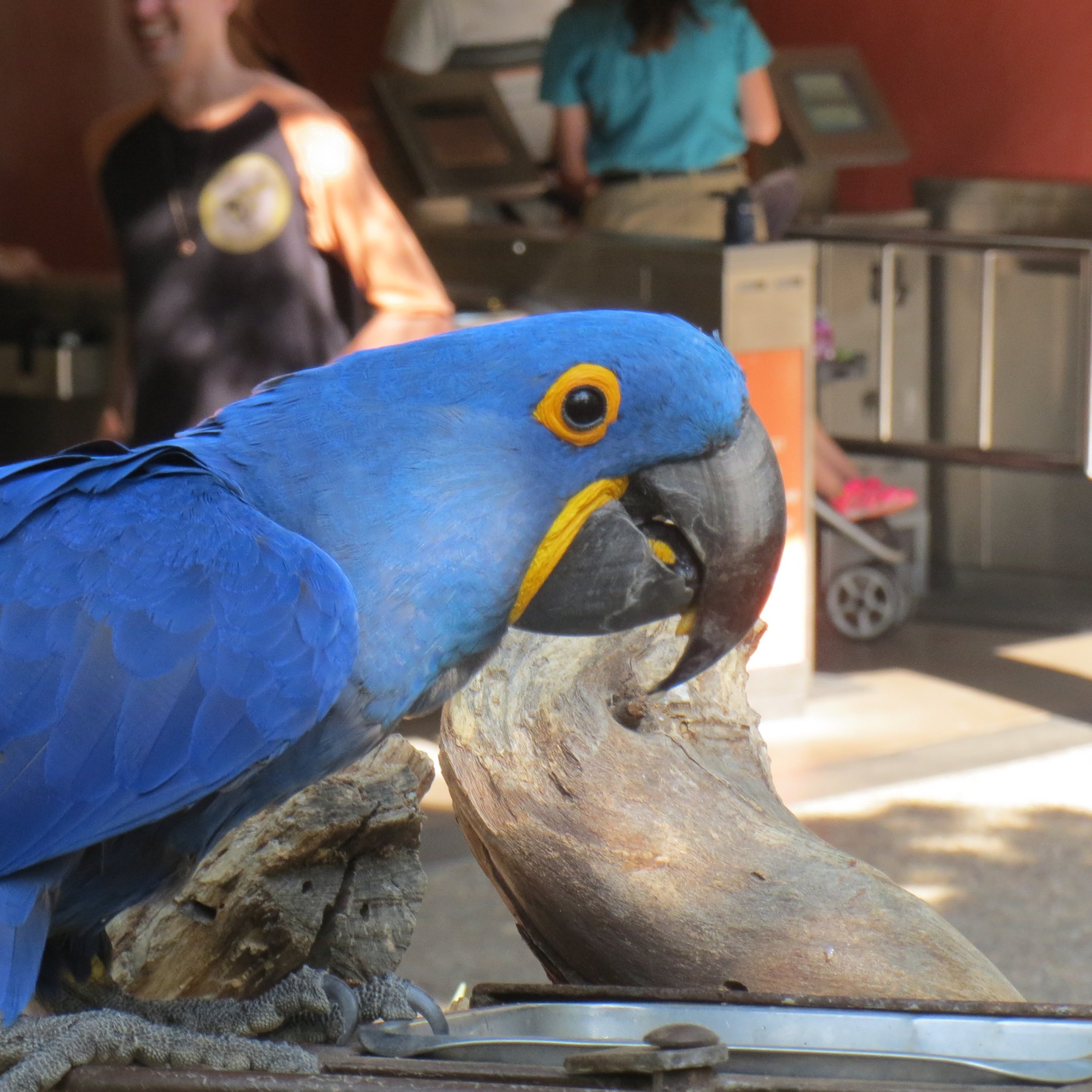 Hyacinth Macaw