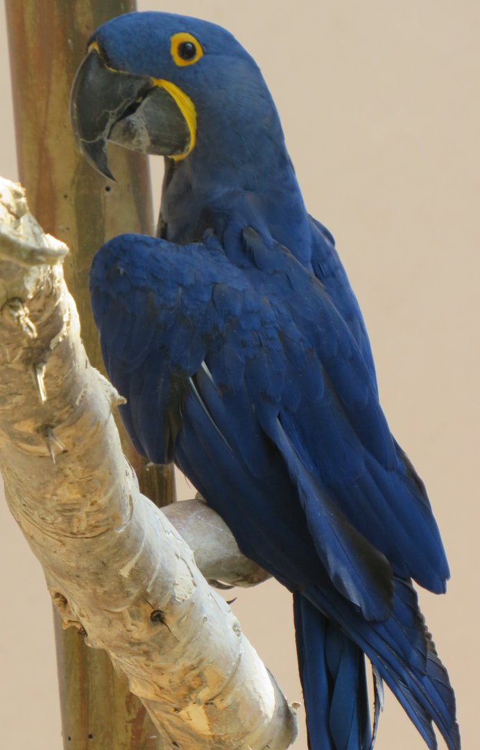 Hyacinth macaw