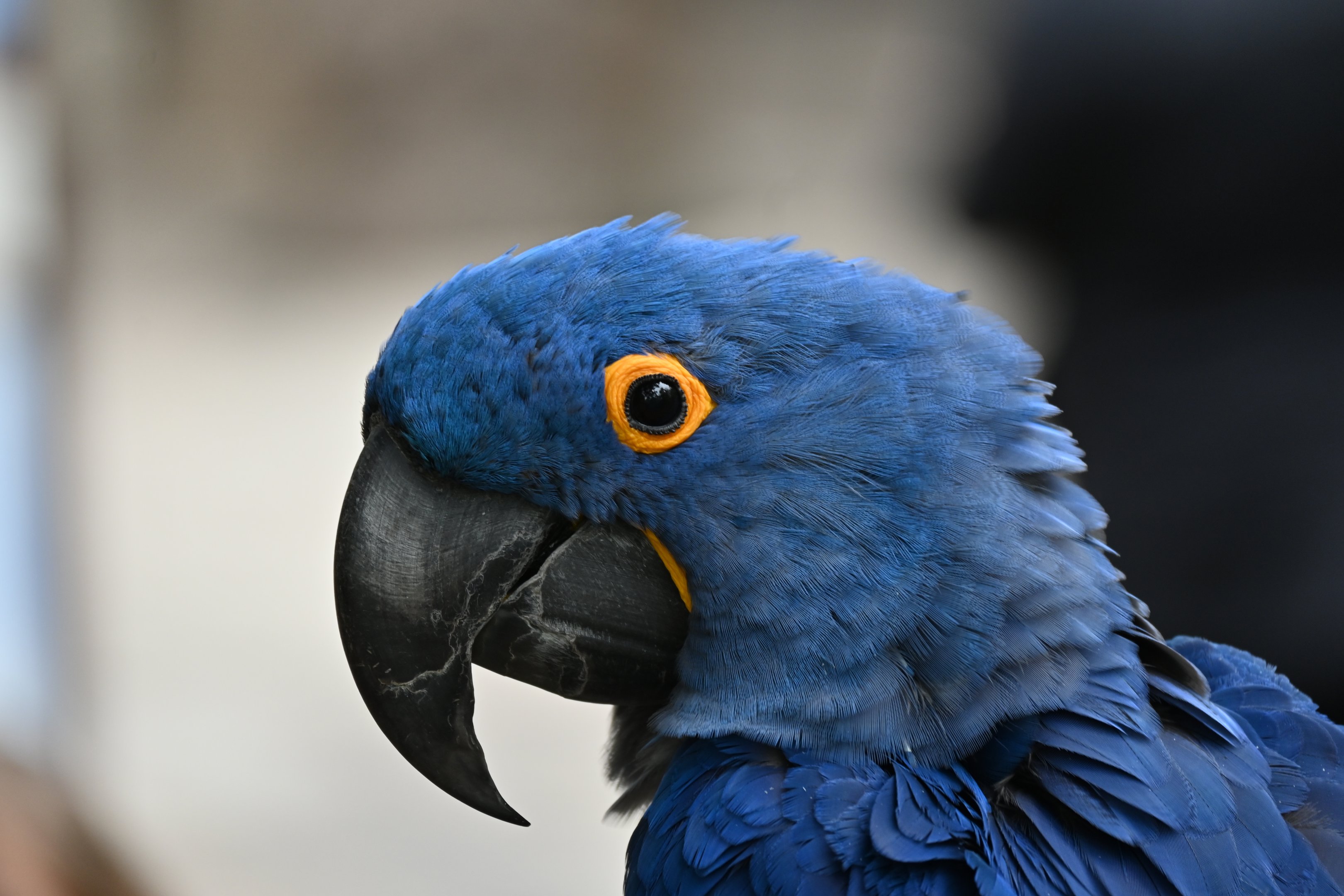 Hyacinth Macaw