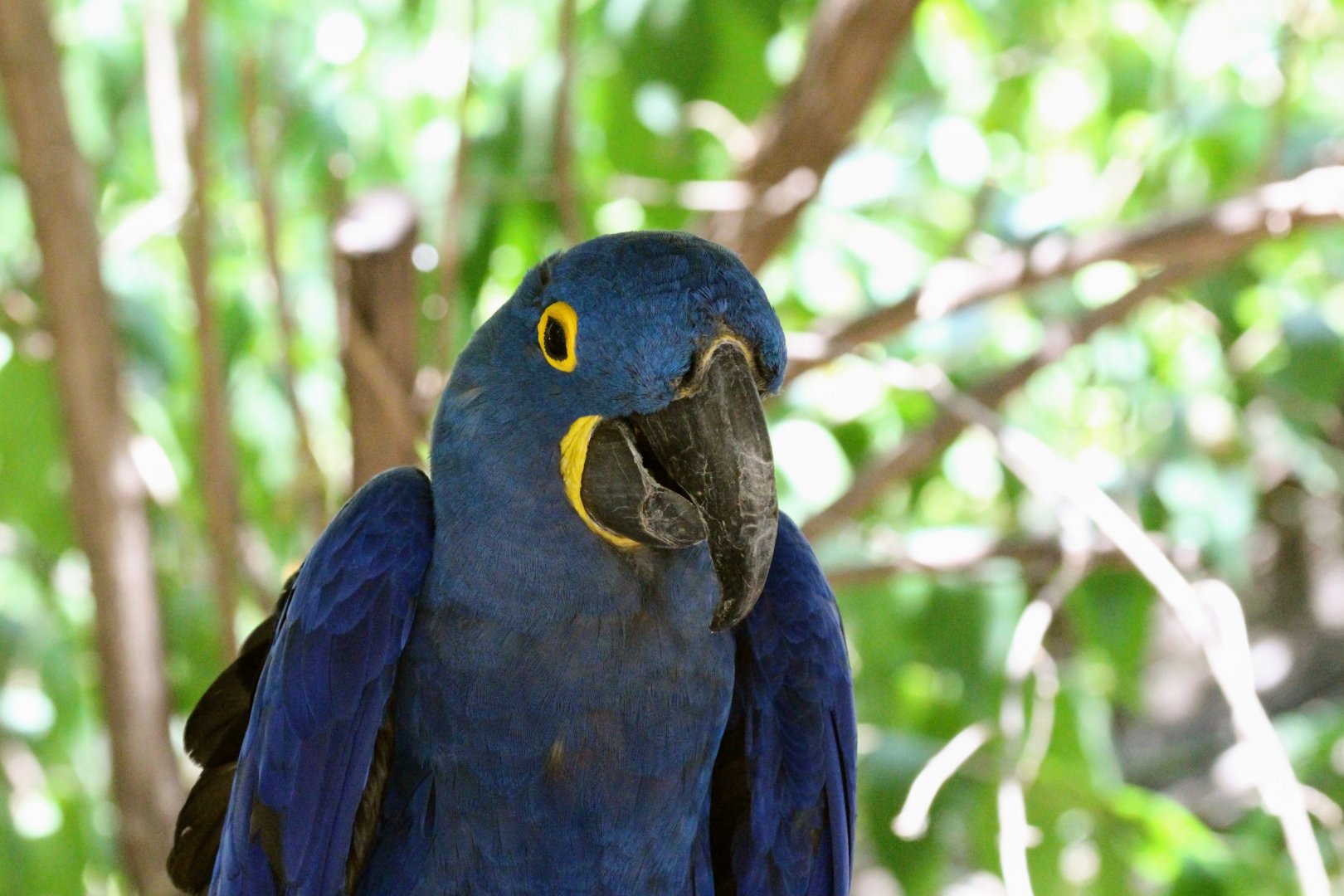 Hyacinth Macaw