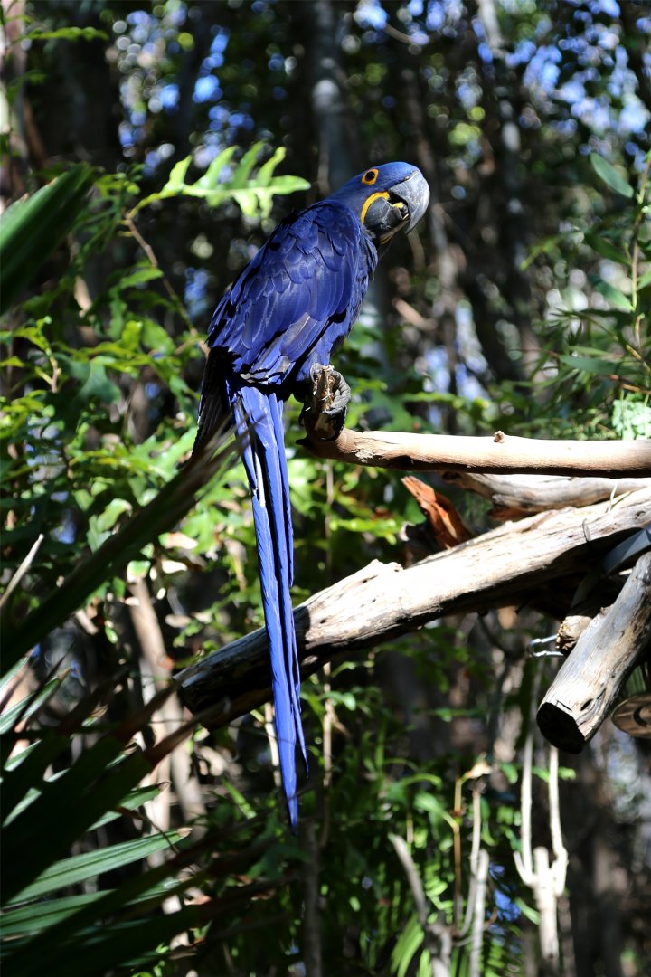 Hyacinth Macaw