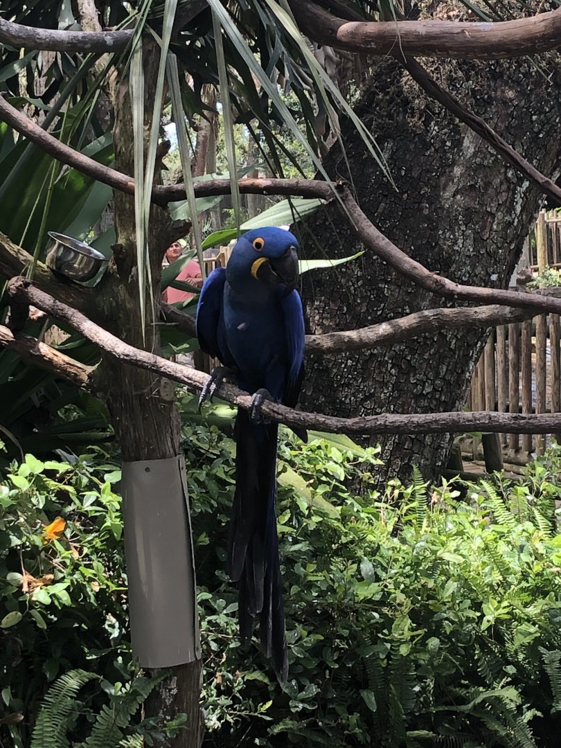 Hyacinth Macaw