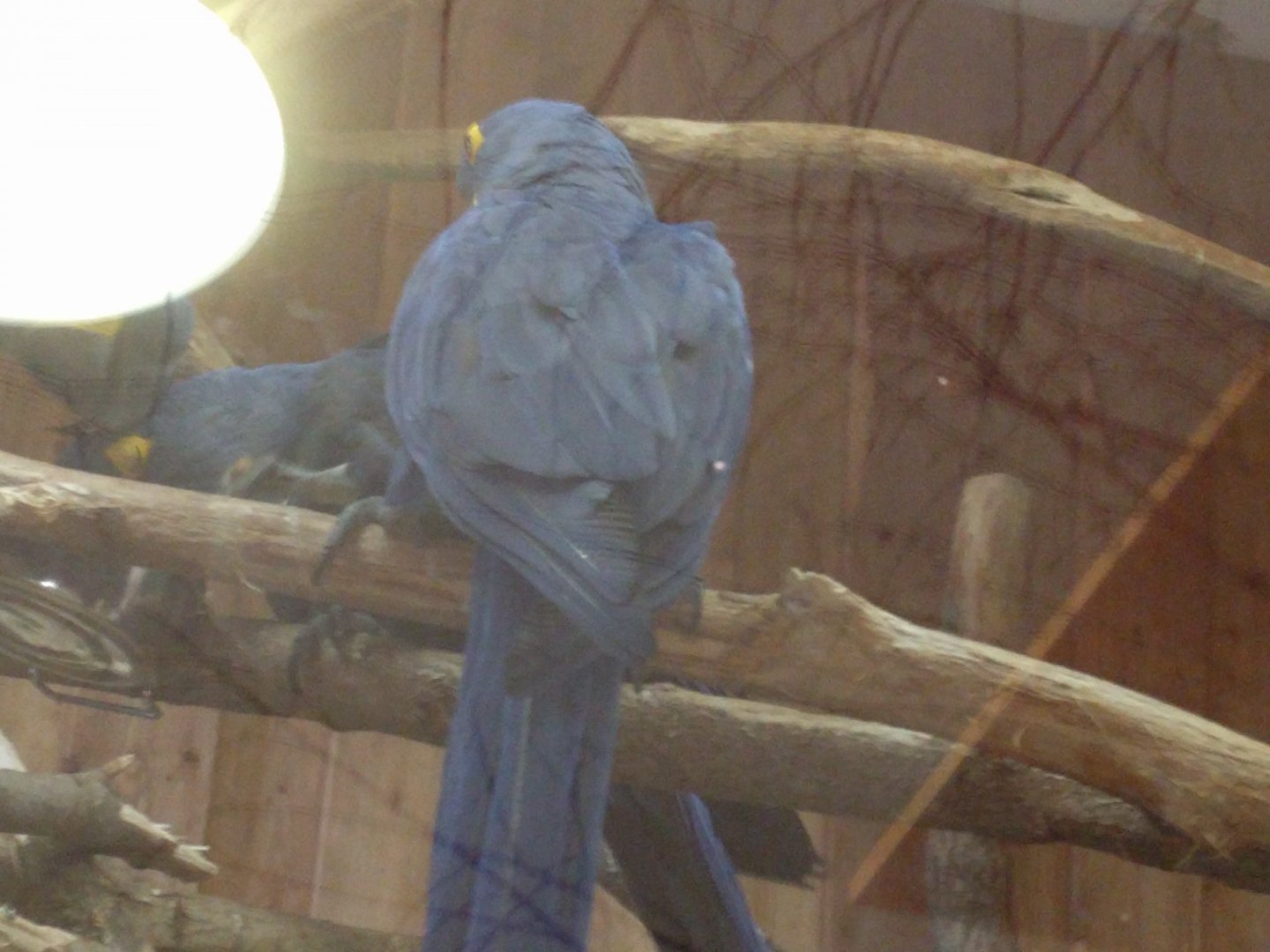 Hyacinth Macaw