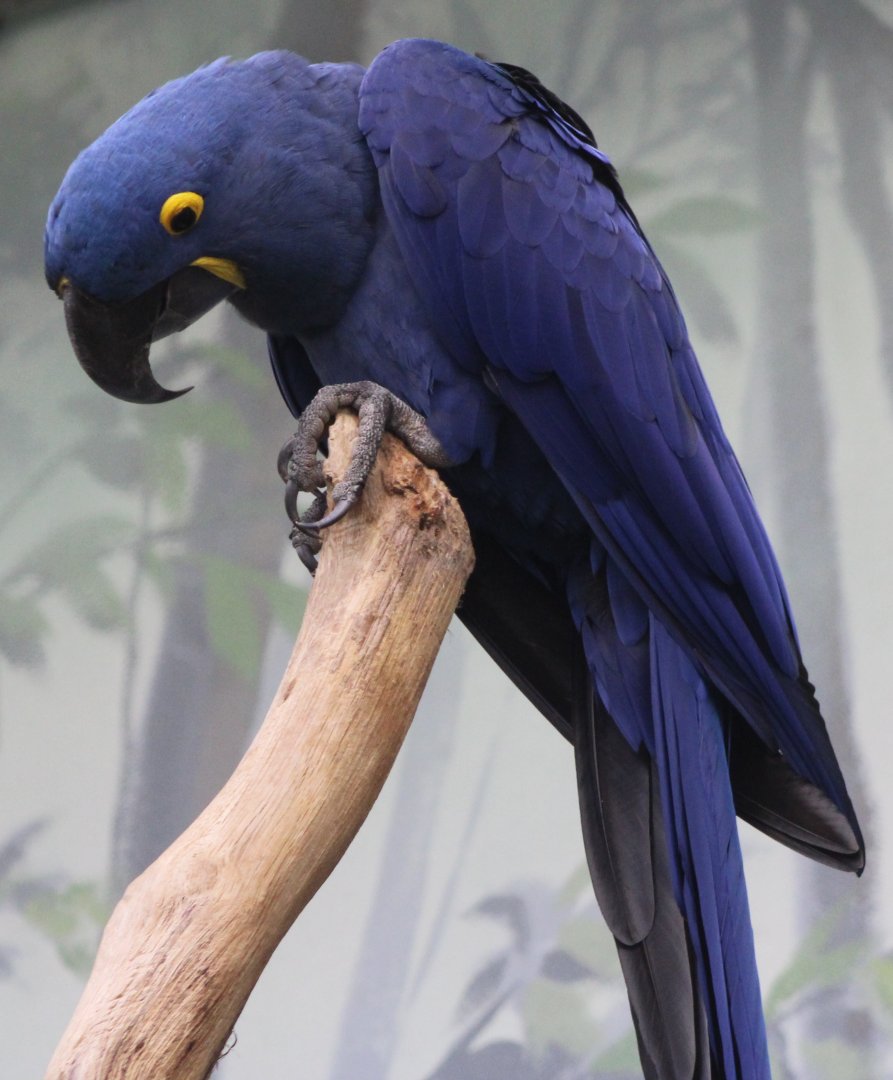 Hyacinth macaw