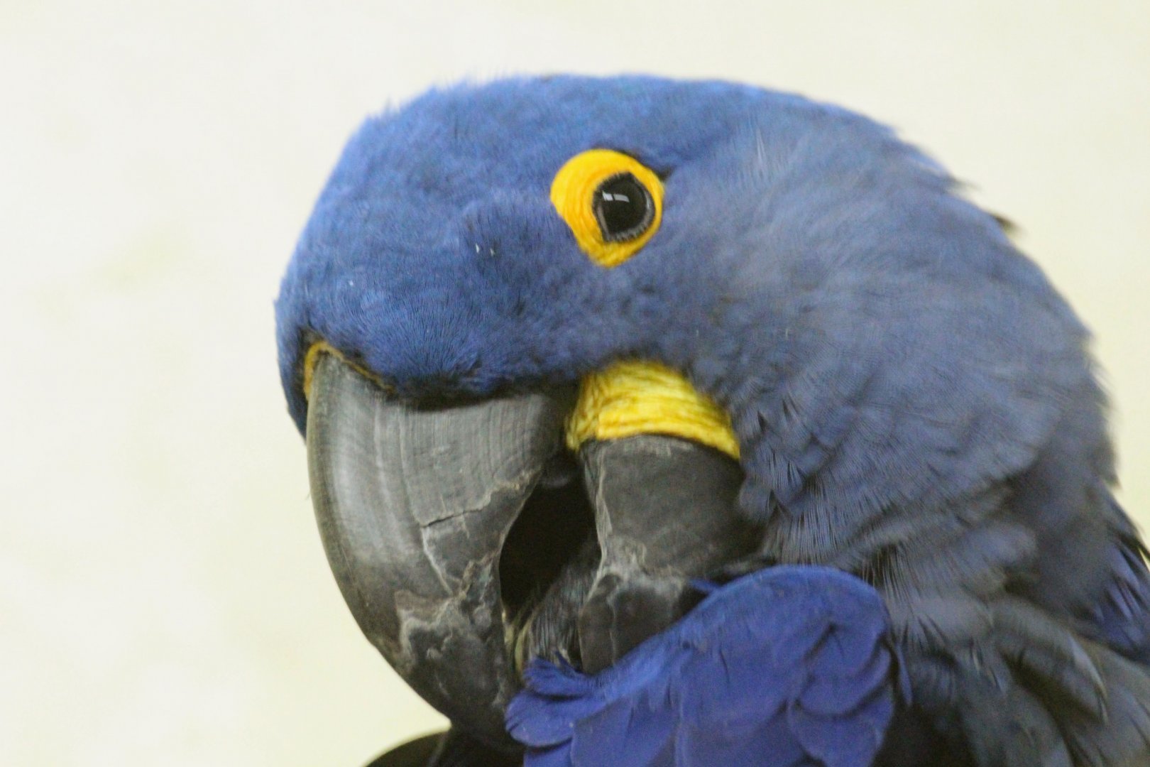 Hyacinth Macaw