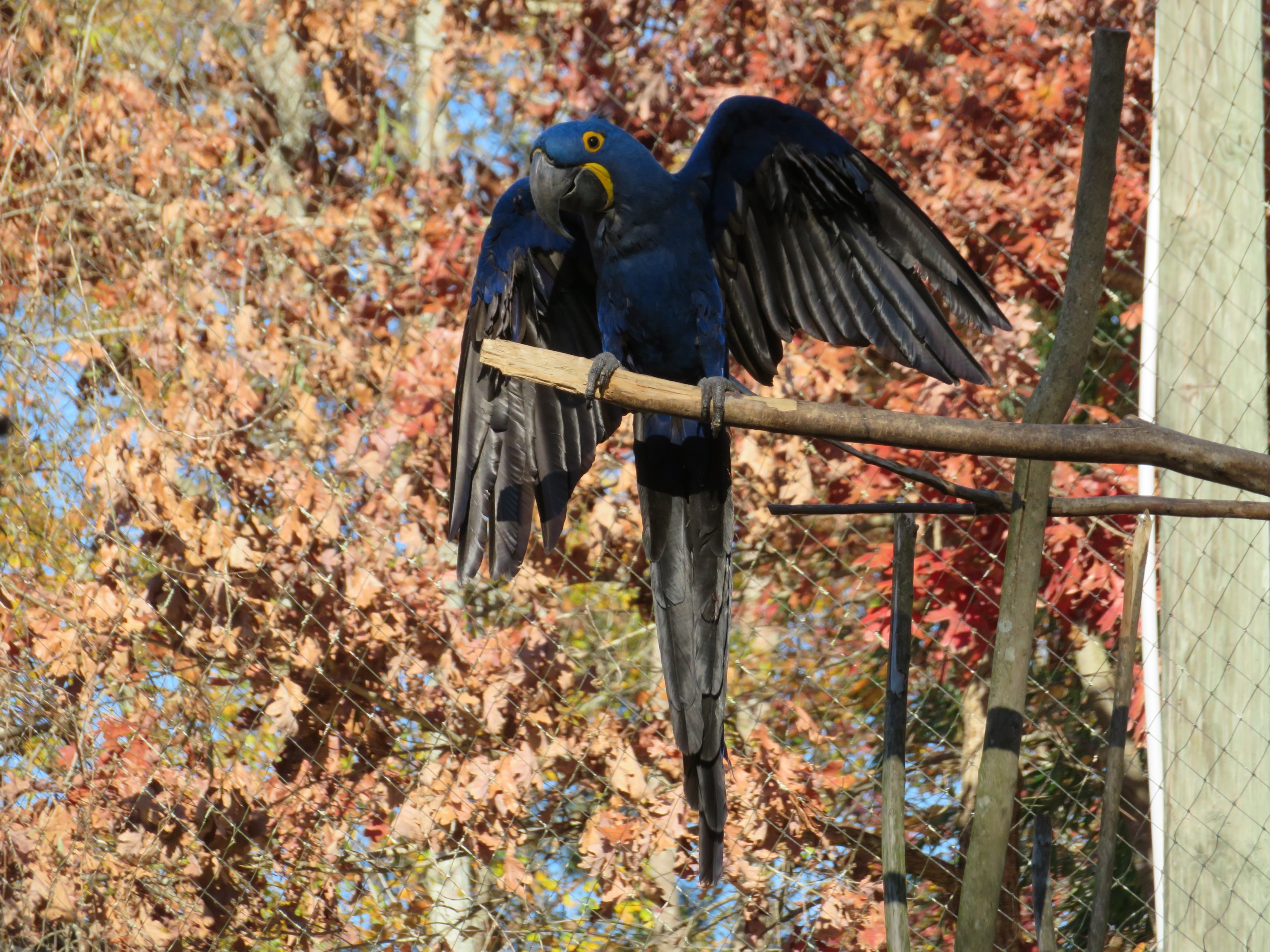Hyacinth Macaw