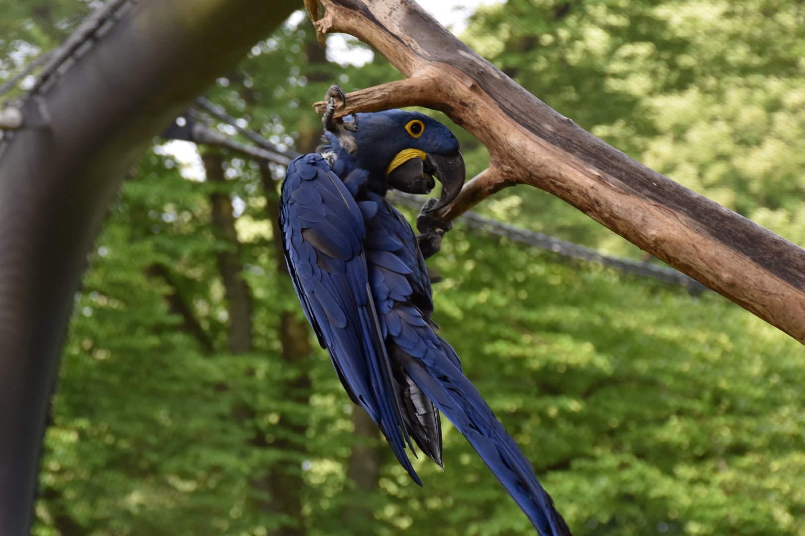 Hyacinth macaw