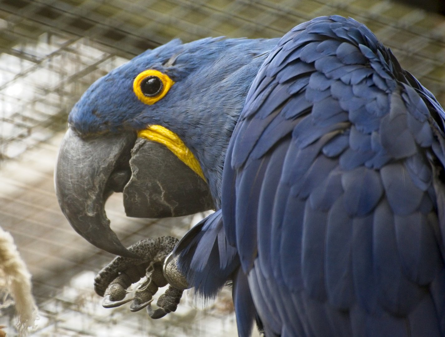 Hyacinth Macaw