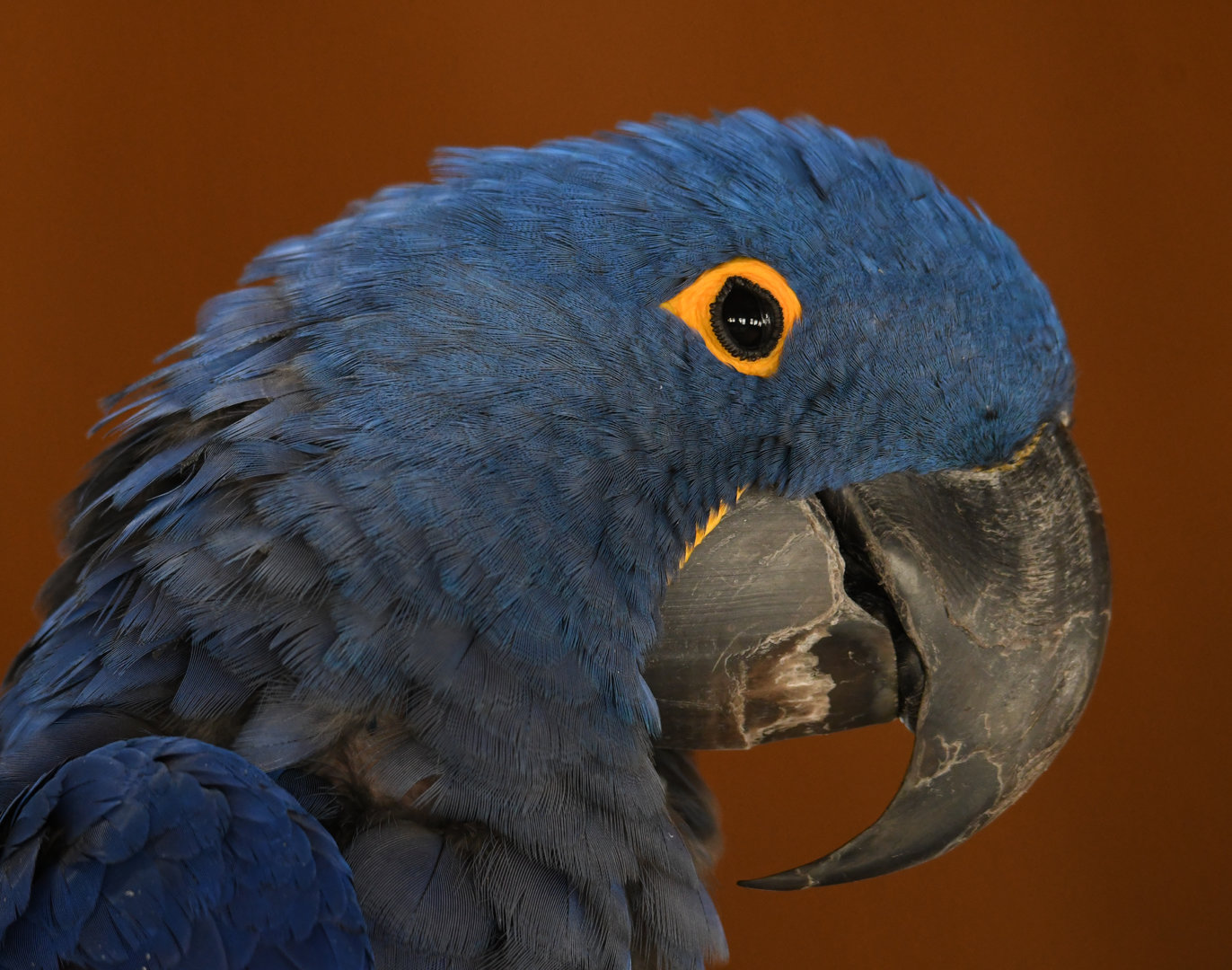 Hyacinth Macaw