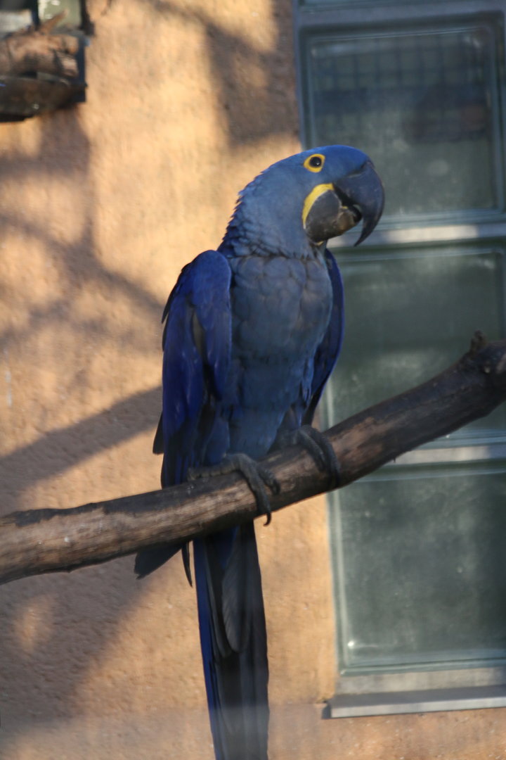 Hyacinth Macaw