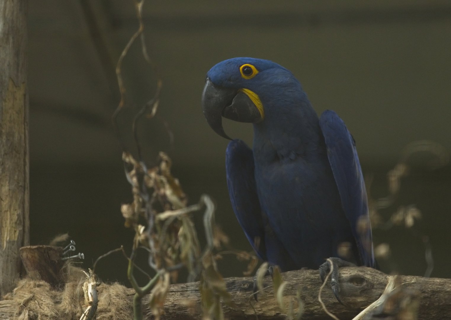 Hyacinth Macaw
