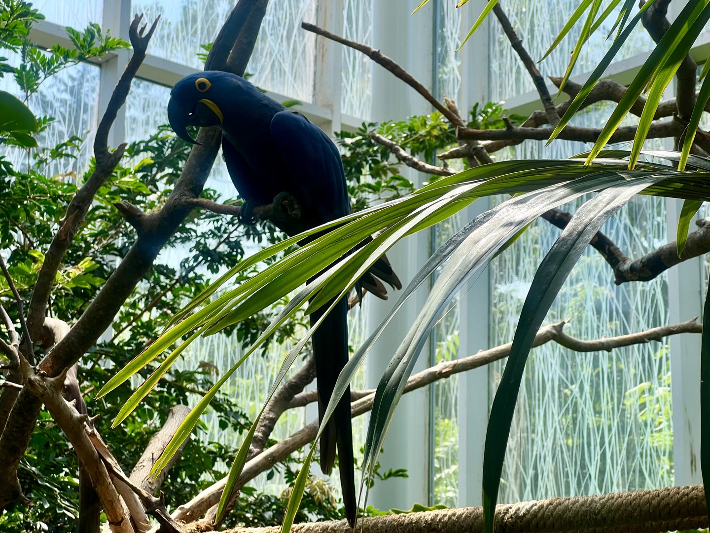 Hyacinth Macaw