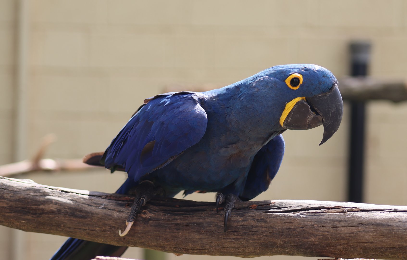 Hyacinth Macaw