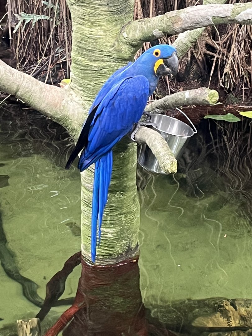 Hyacinth Macaw
