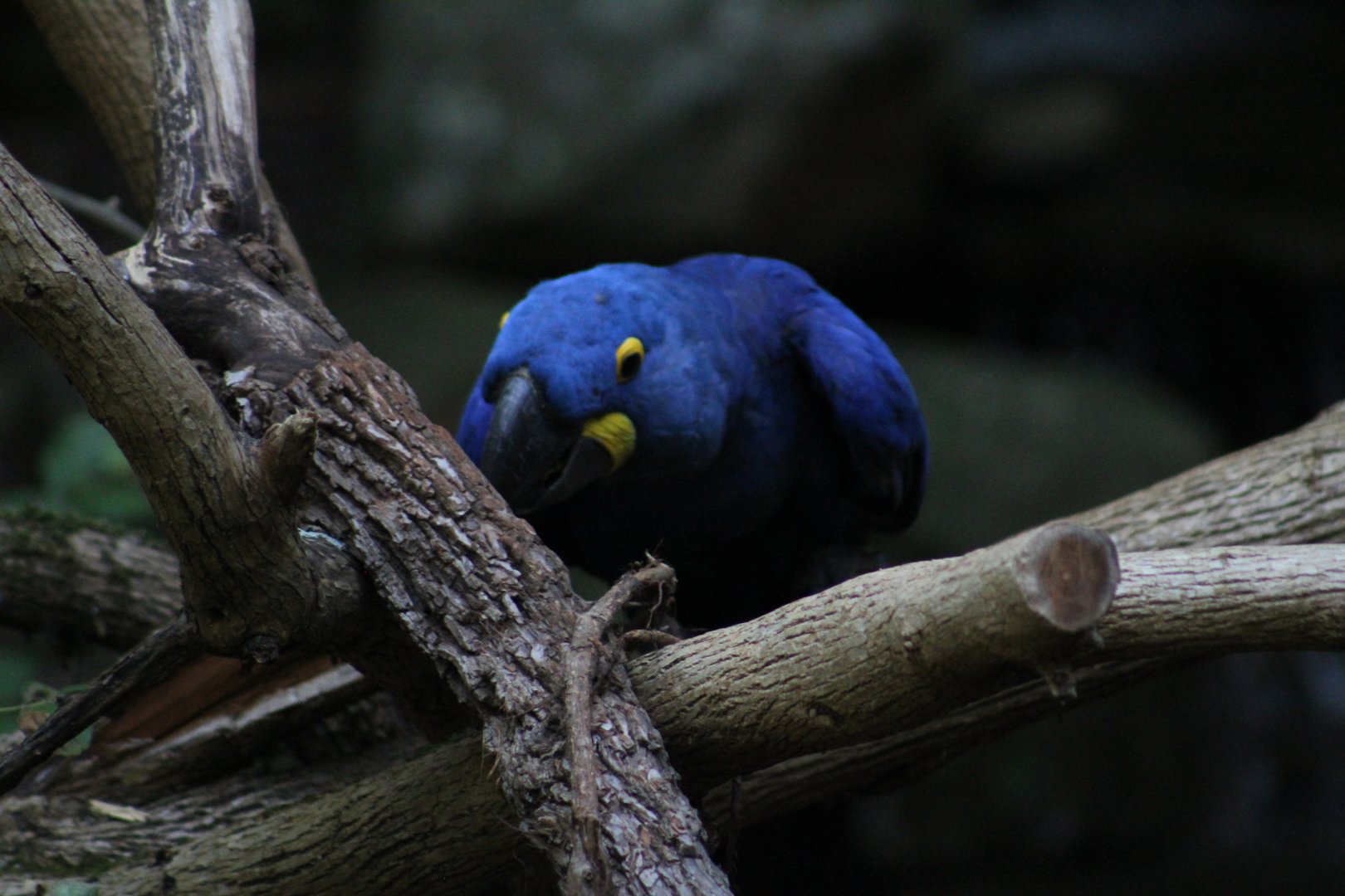 Hyacinth macaw