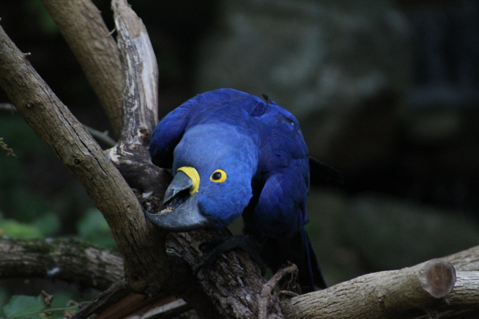 Hyacinth macaw