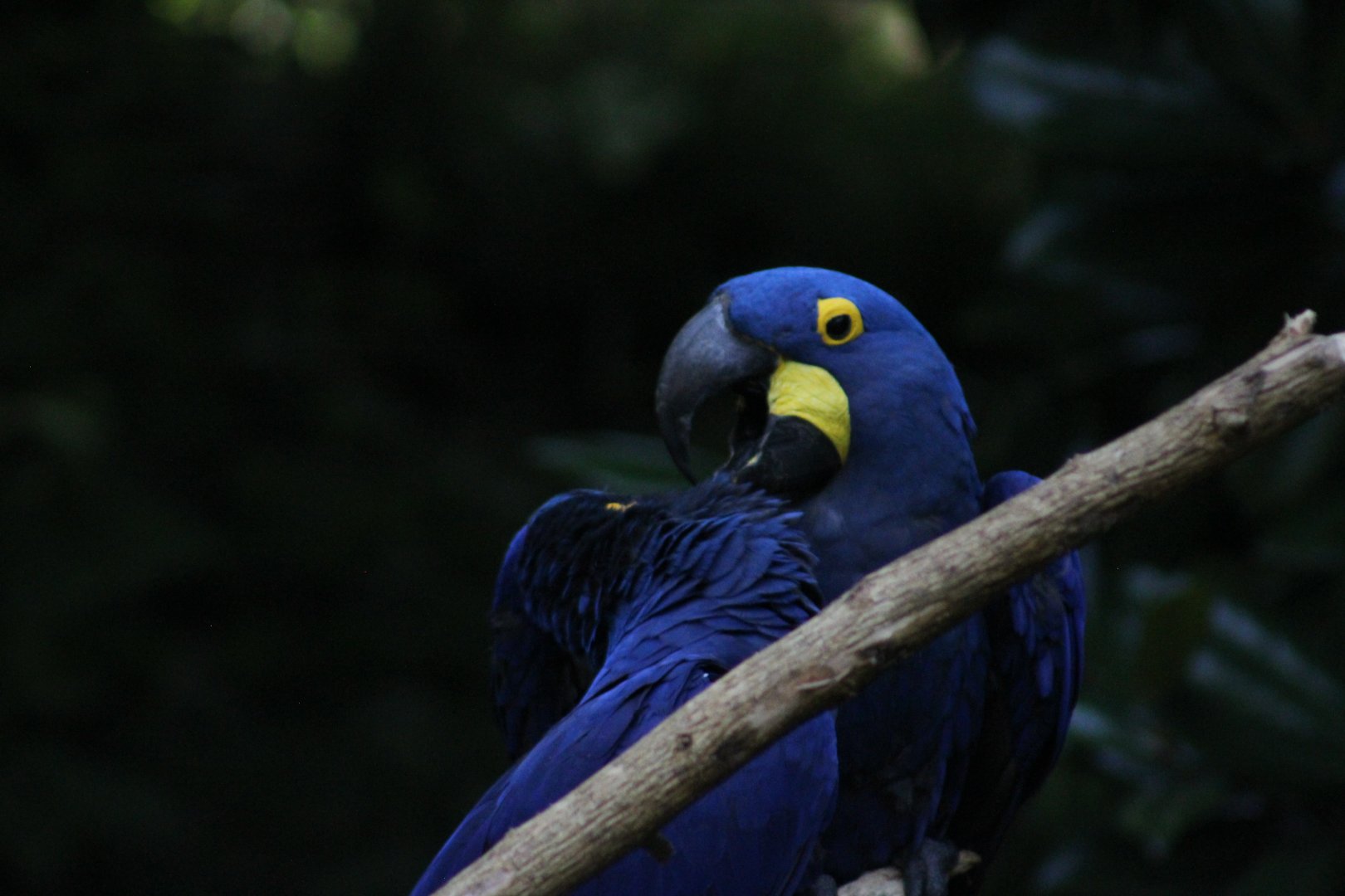 Hyacinth macaw