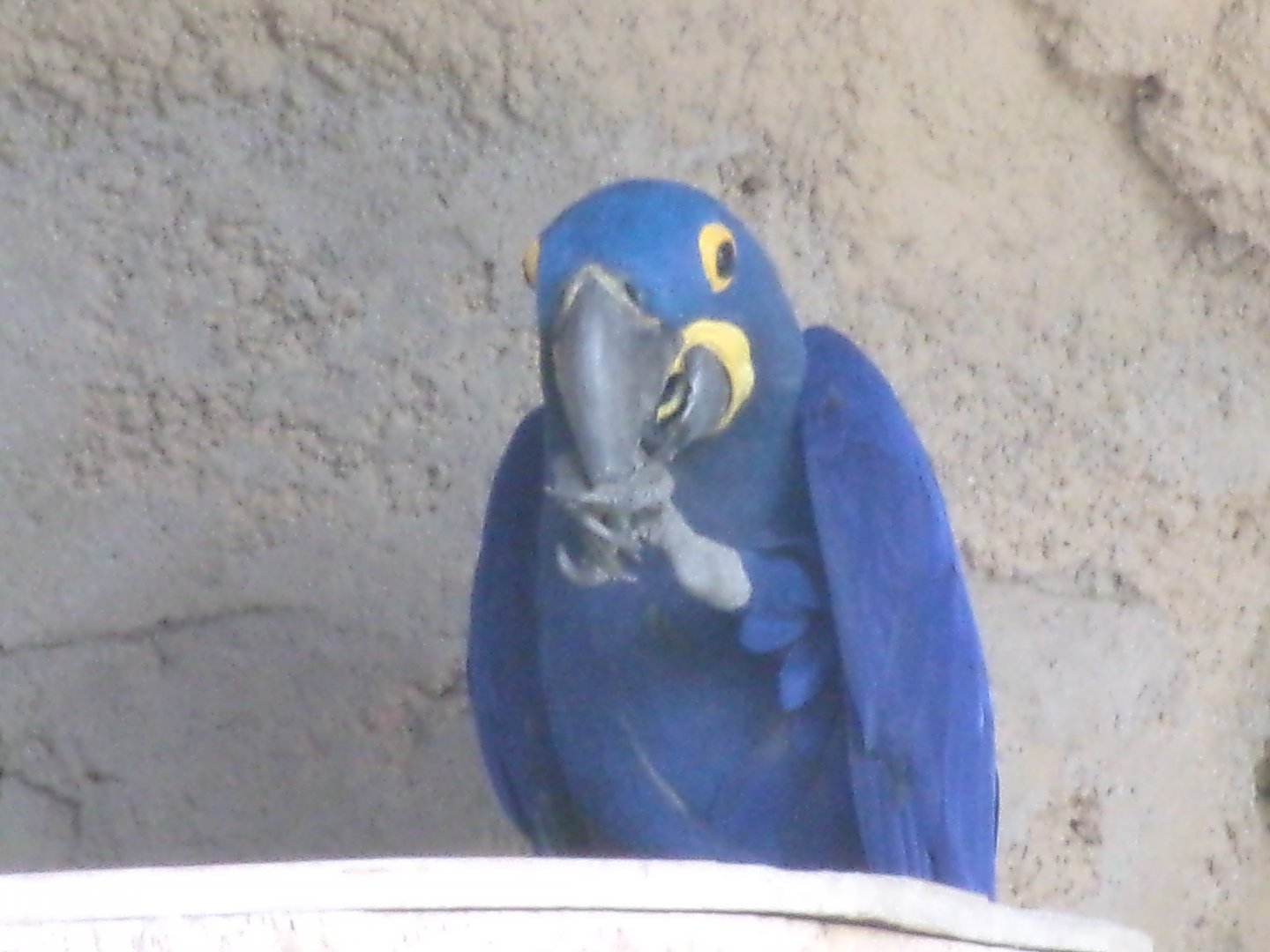 Hyacinth macaw