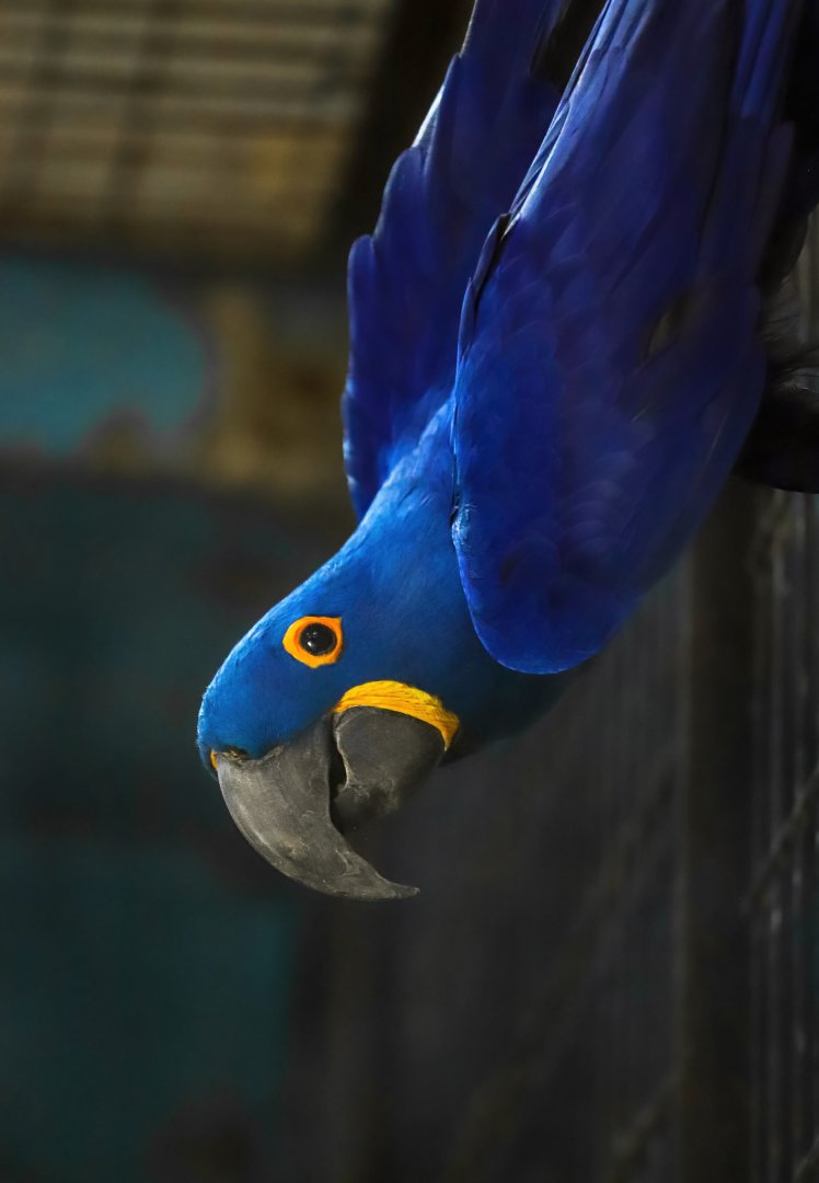 Hyacinth macaw