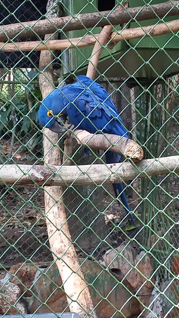 Hyacinth macaw