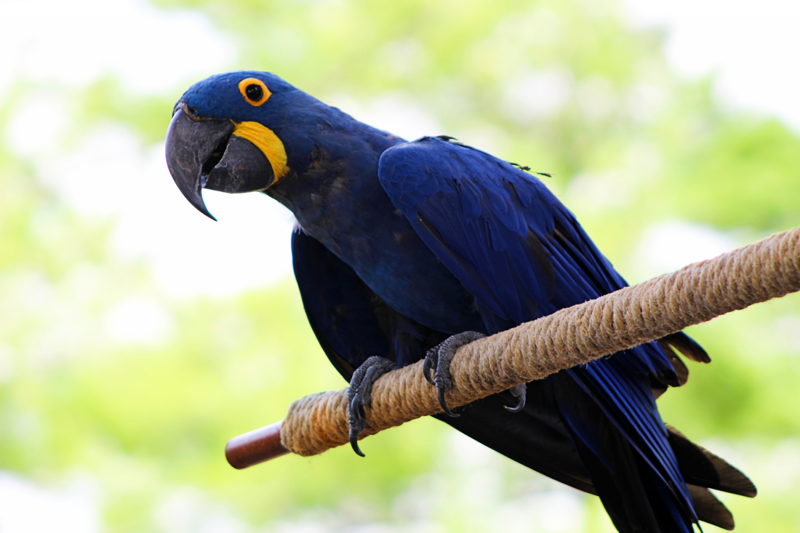 Hyacinth Macaw