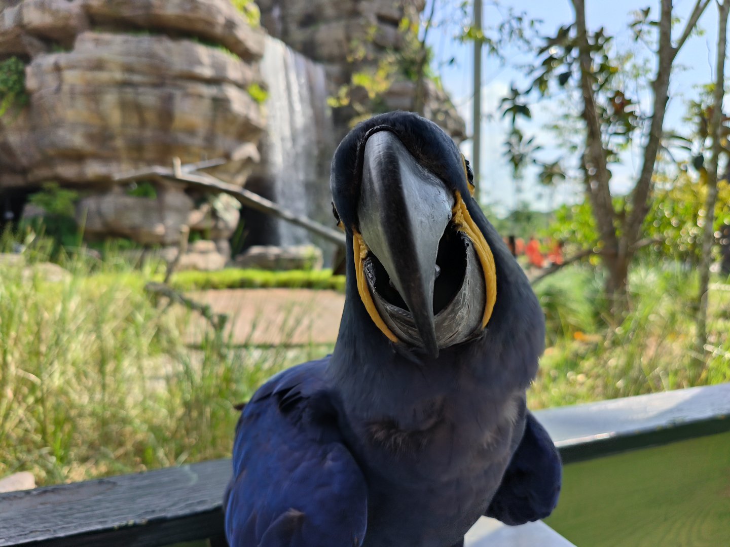 Hyacinth Macaw