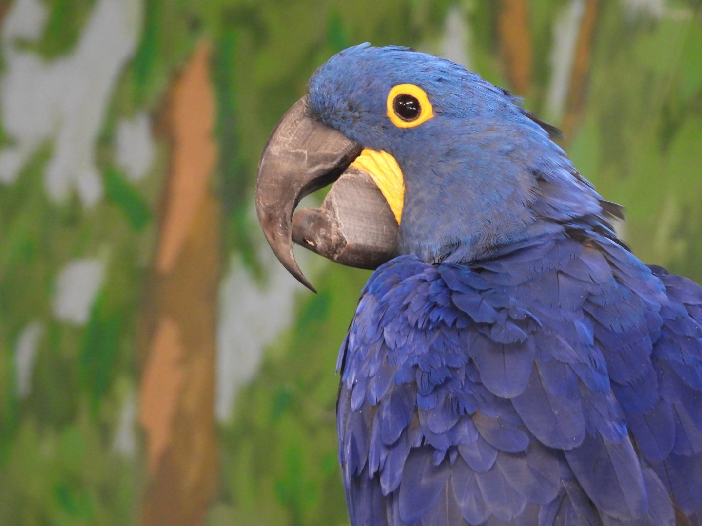Hyacinth macaw