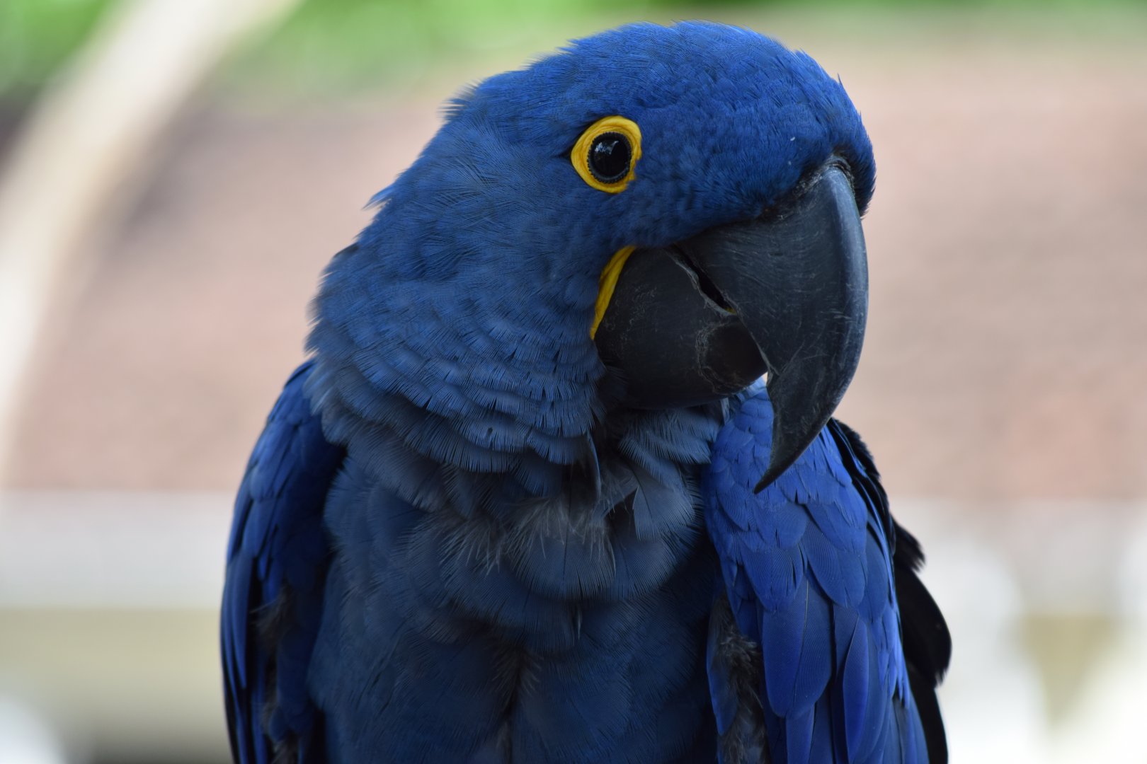 Hyacinth macaw