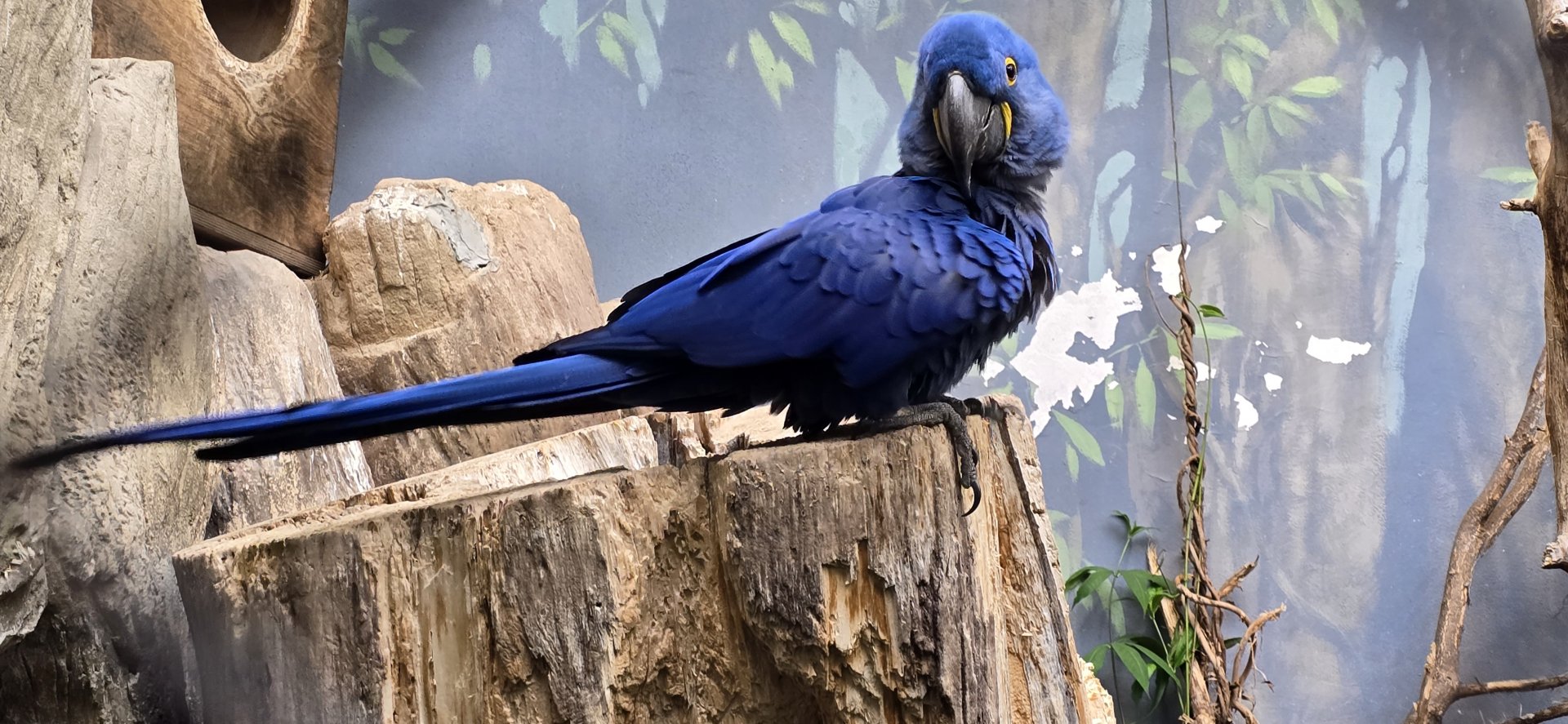 Hyacinth macaw
