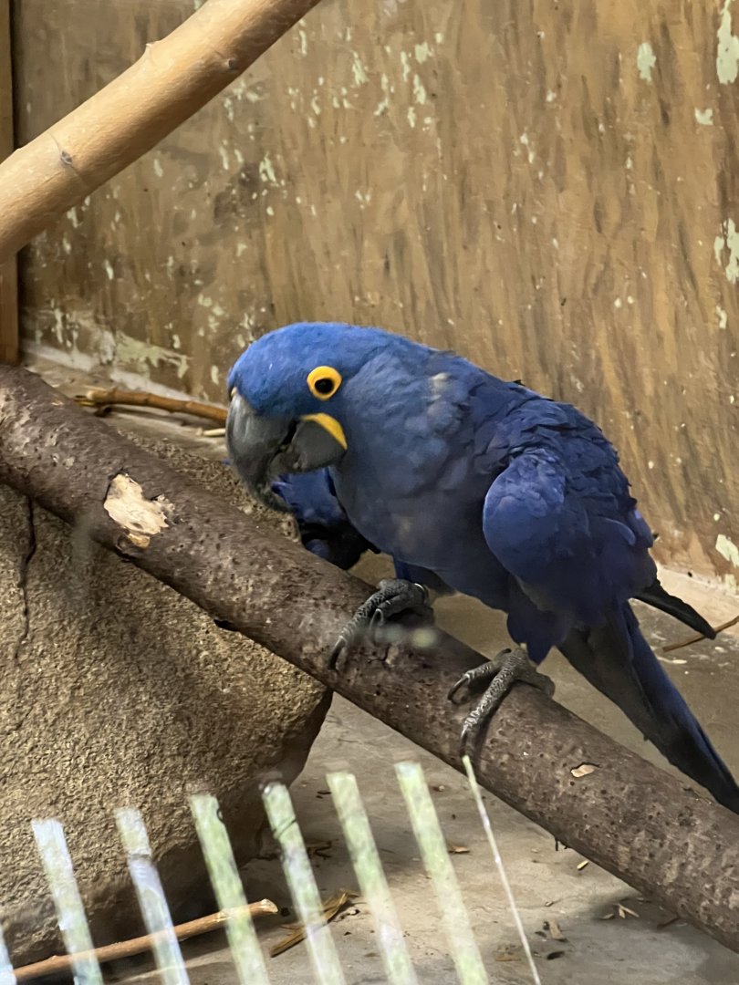 Hyacinth Macaw