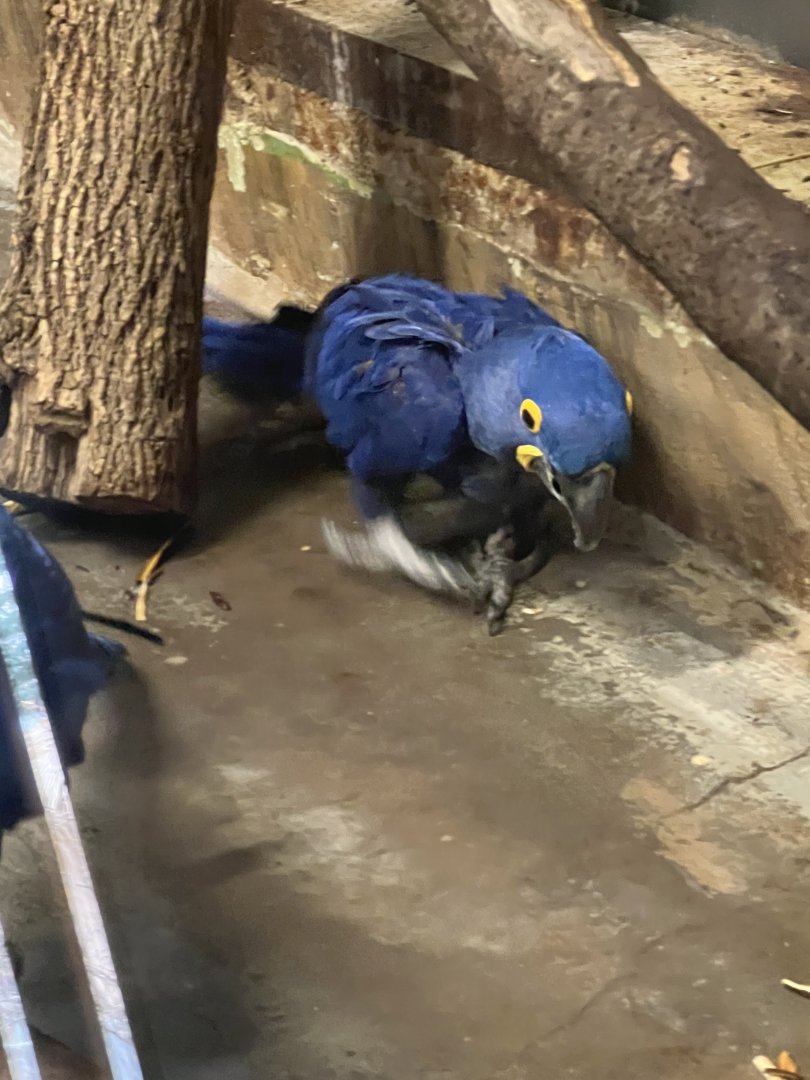 Hyacinth Macaw