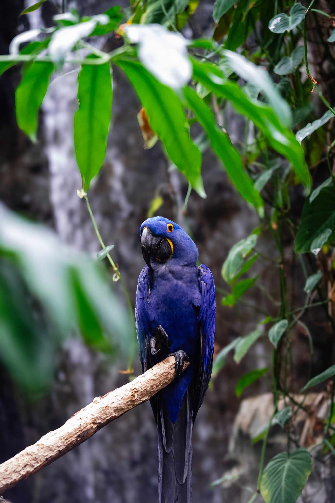 Hyacinth Macaw