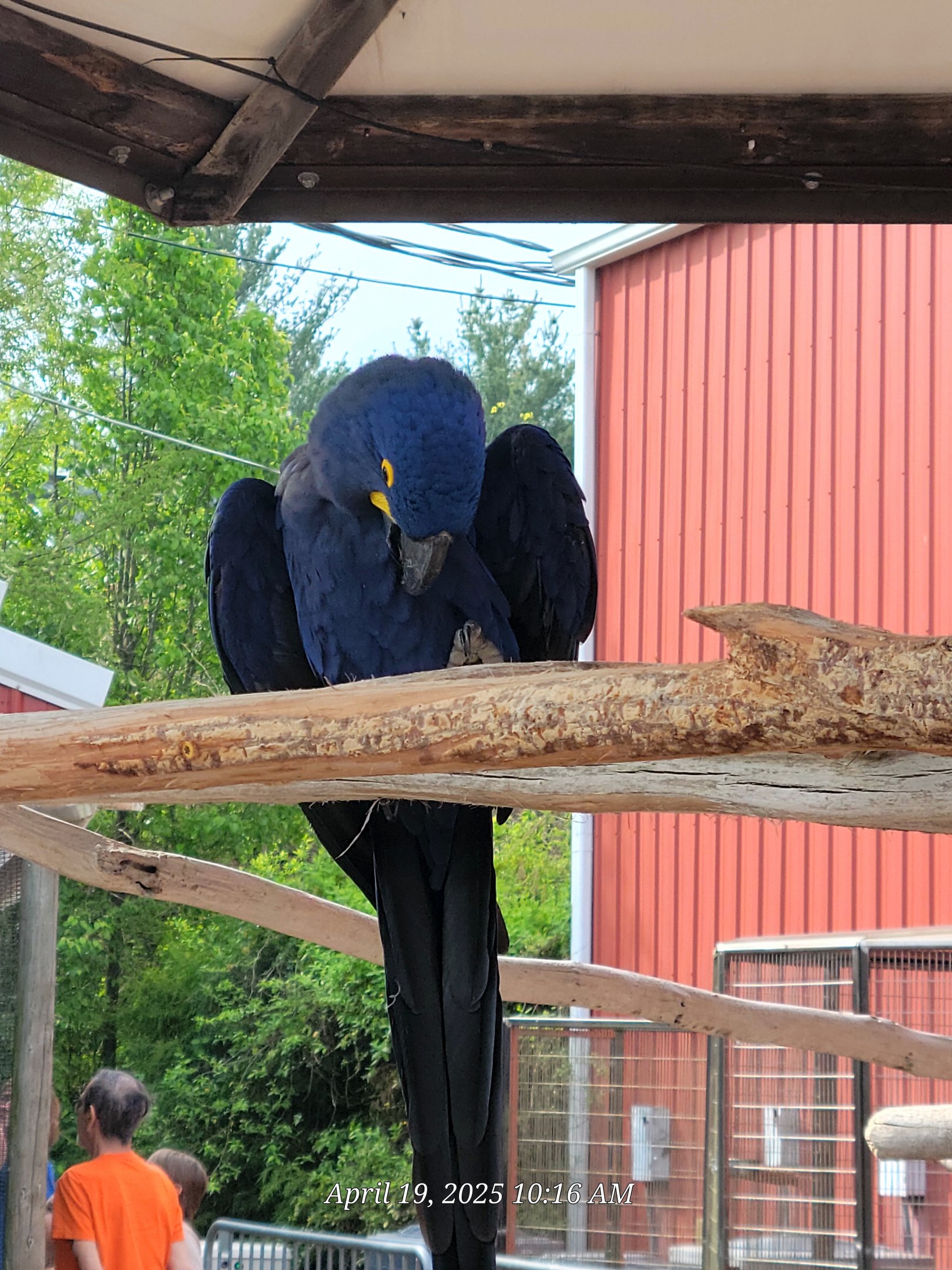 Hyacinth Macaw