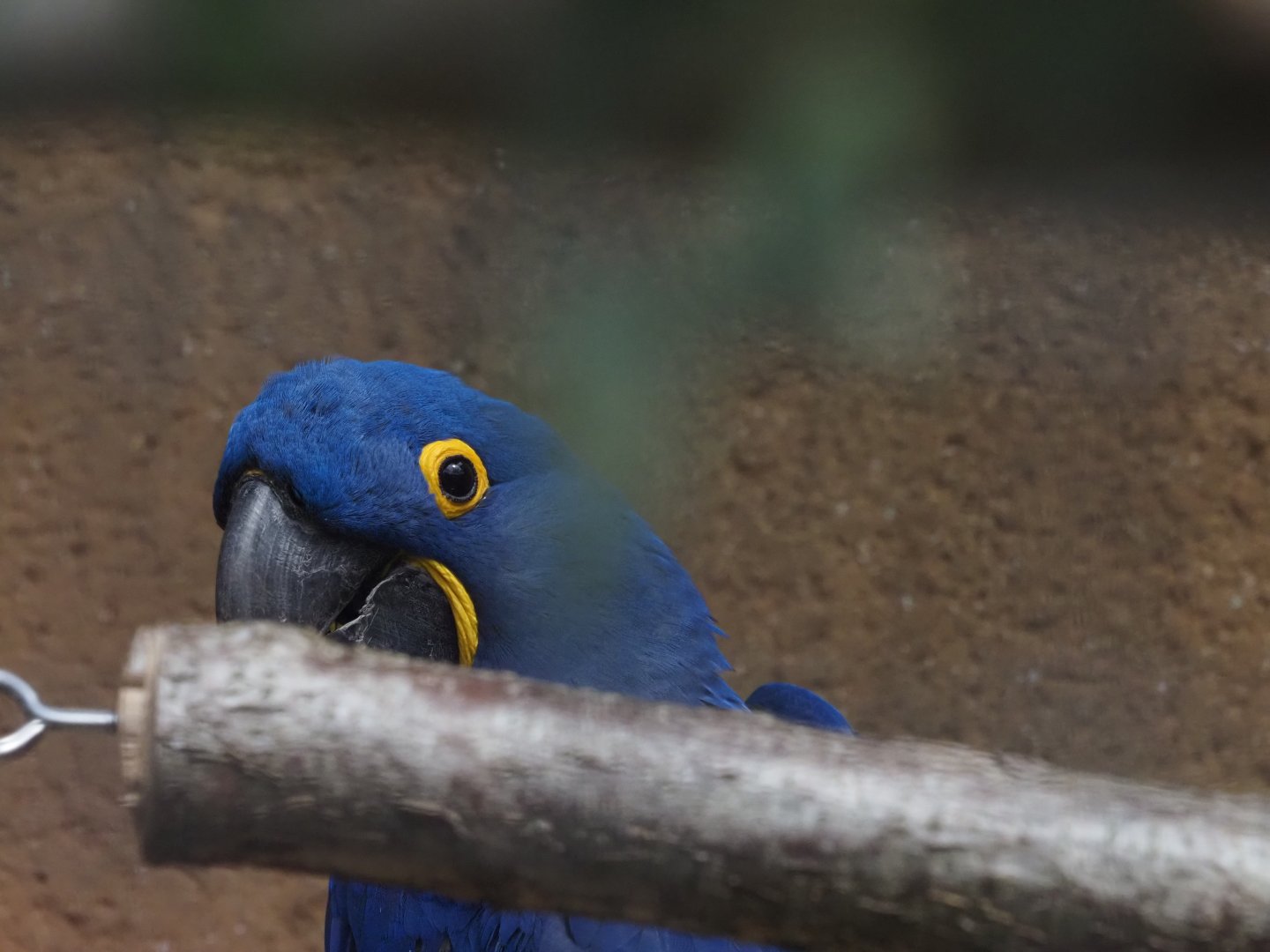 Hyacinth Macaw