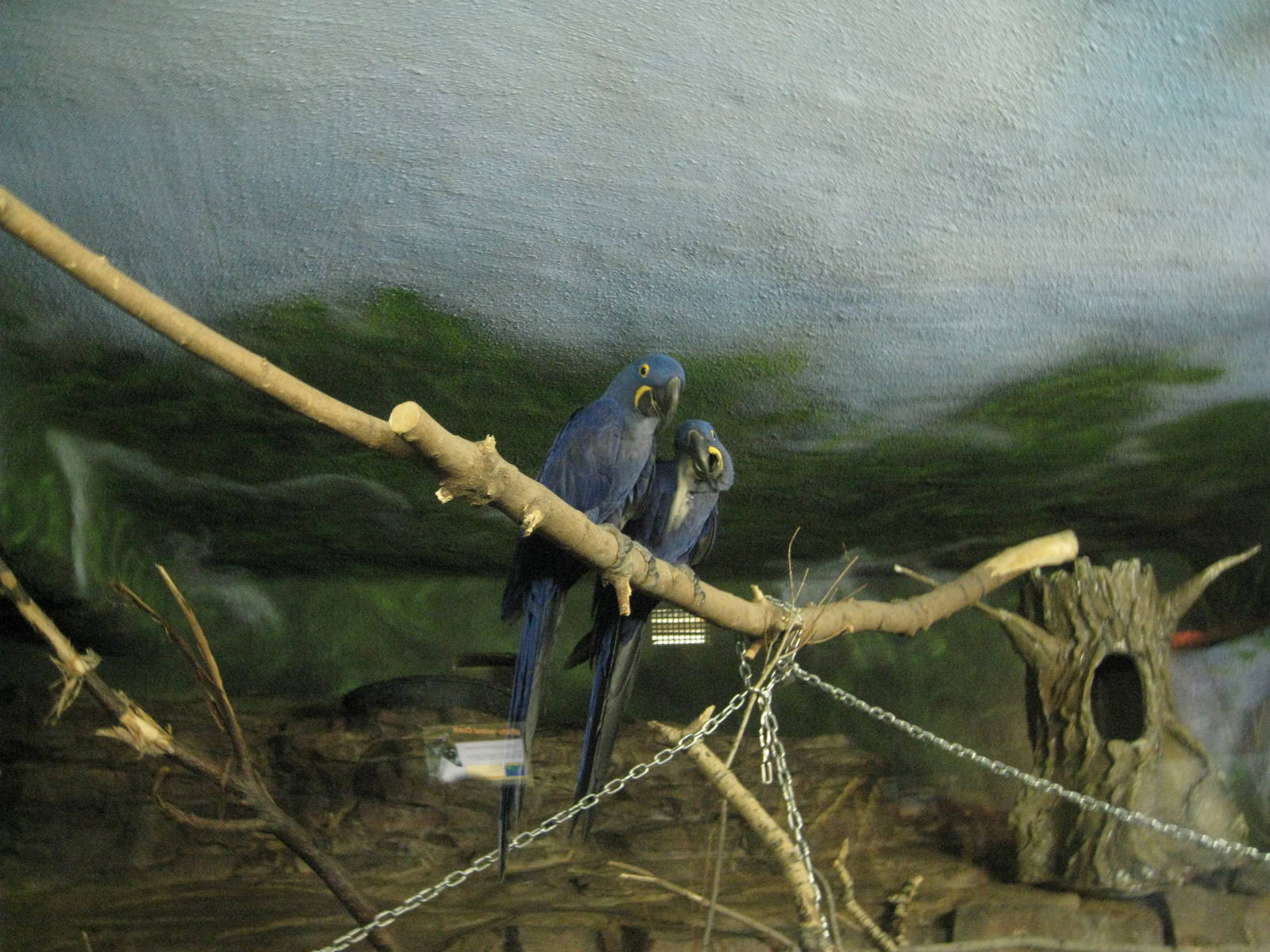 Hyacinth Macaw