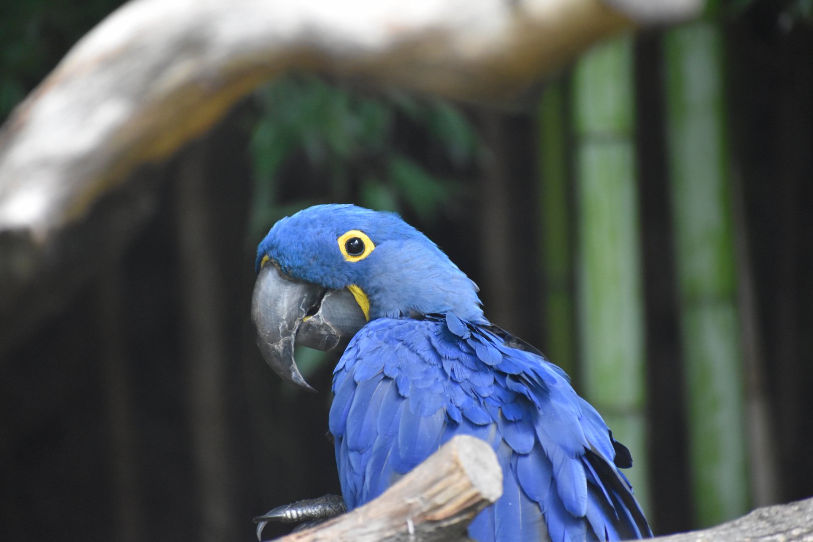 Hyacinth Macaw