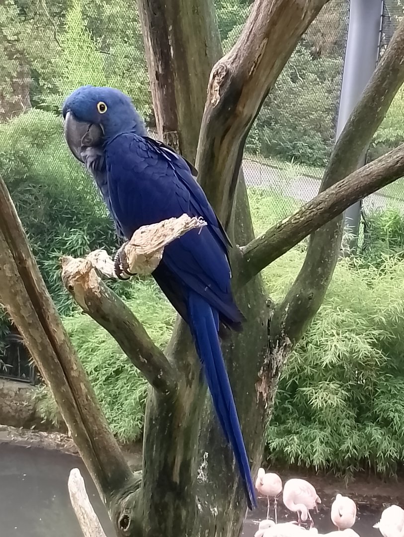 Hyacinth macaw